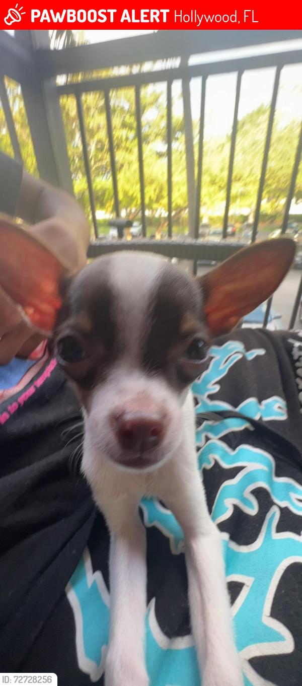 Lost Male Dog last seen Near Coolidge street, Hollywood, FL 33020