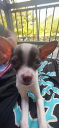 Lost Male Dog last seen Near Coolidge street, Hollywood, FL 33020