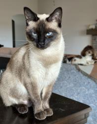 Lost Female Cat last seen Ridley Drive, Edmond, OK 73013
