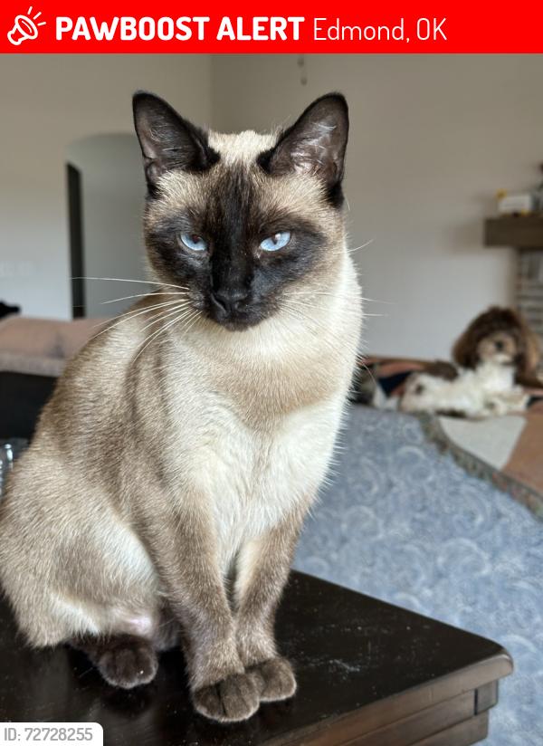 Lost Female Cat last seen Ridley Drive, Edmond, OK 73013