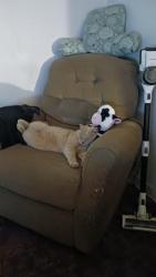 Lost Male Cat last seen Bridge St. S.W., Albuquerque, NM 87105