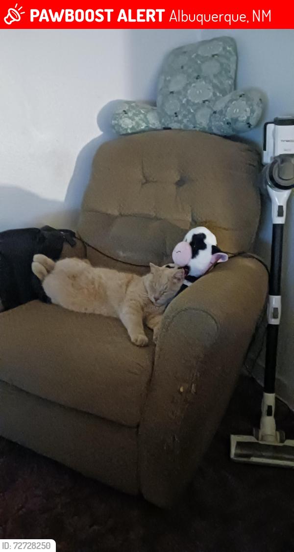 Lost Male Cat last seen Bridge St. S.W., Albuquerque, NM 87105