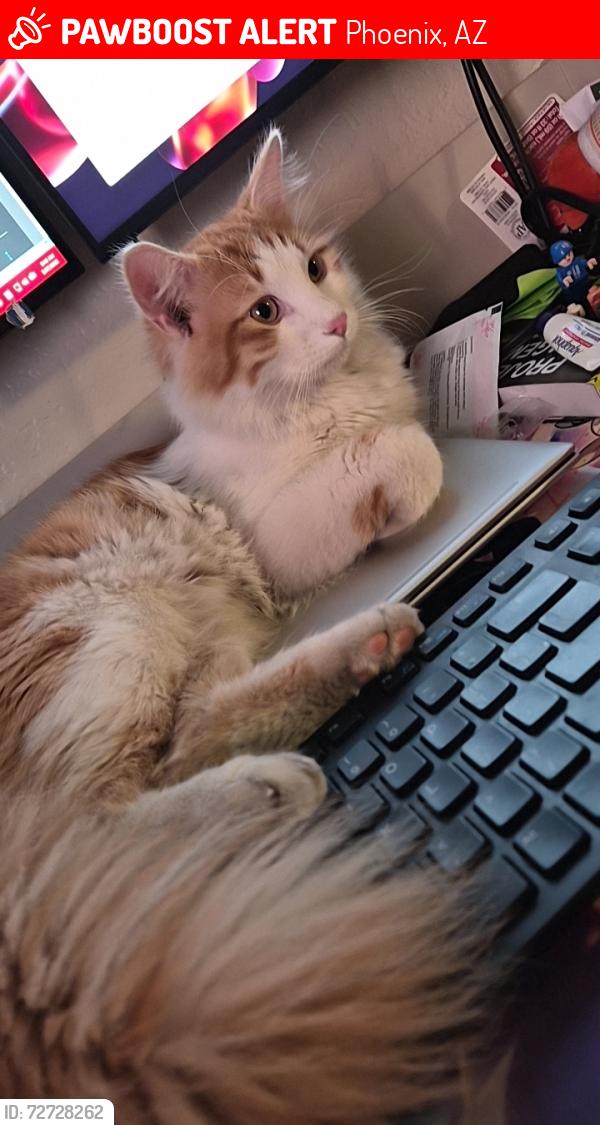 Lost Male Cat last seen 35th Ave and Greenway, Phoenix, AZ 85053