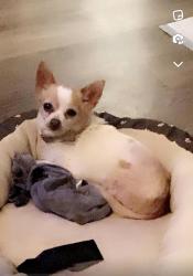 Lost Female Dog last seen Wagner, Stockton, CA 95209