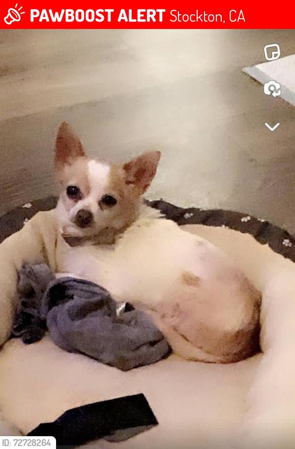 Lost Female Dog last seen Wagner, Stockton, CA 95209