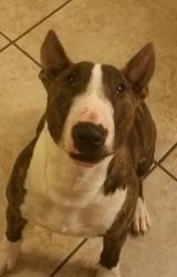 Lost Male Dog last seen 95th Ave and Lower Buckeye , Tolleson, AZ 85353