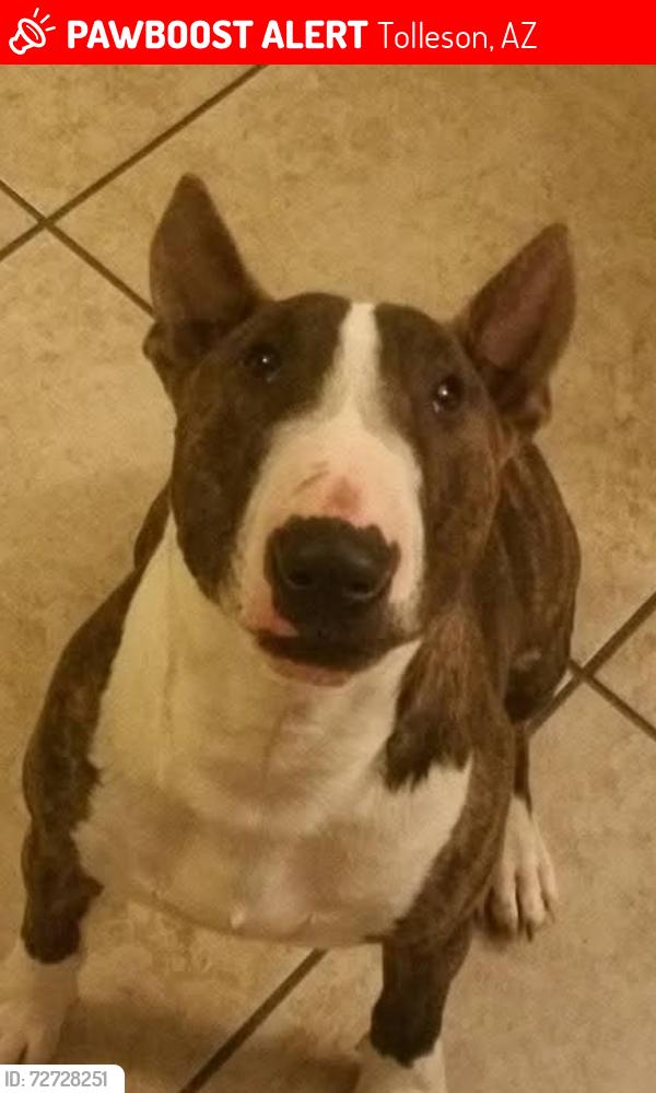Lost Male Dog last seen 95th Ave and Lower Buckeye , Tolleson, AZ 85353