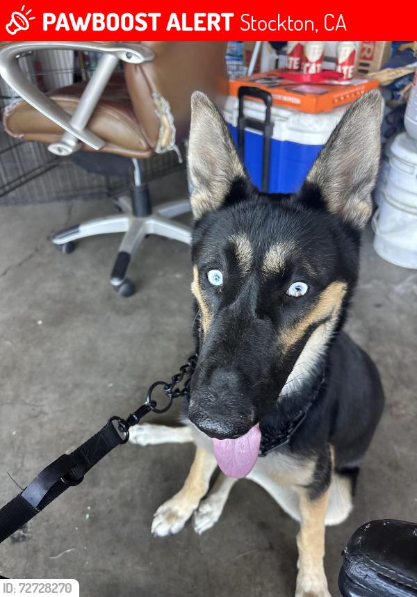Lost Female Dog last seen B st. Stockon ca, Stockton, CA 95206