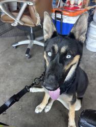 Lost Female Dog last seen B st. Stockon ca, Stockton, CA 95206