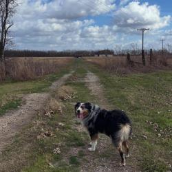 Lost Male Dog last seen Water tower near Boyce, Waxahachie, TX 75165