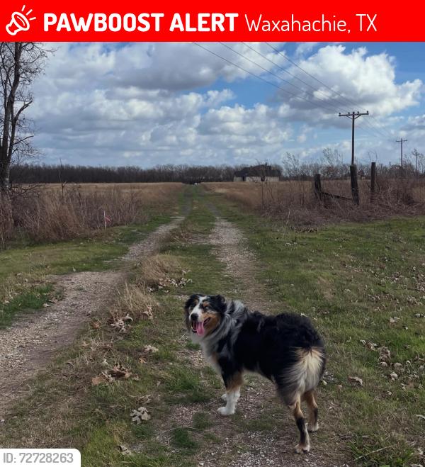 Lost Male Dog last seen Water tower near Boyce, Waxahachie, TX 75165