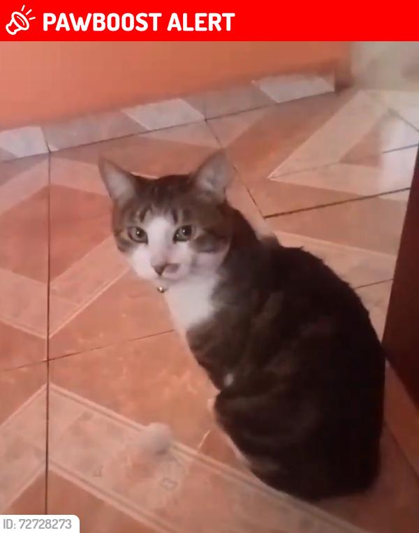 Lost Male Cat last seen Cerca de la iglesia santiago apostol, San Martín Texmelucan de Labastida, Pue. 