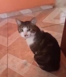 Lost Male Cat last seen Cerca de la iglesia santiago apostol, San Martín Texmelucan de Labastida, Pue. 