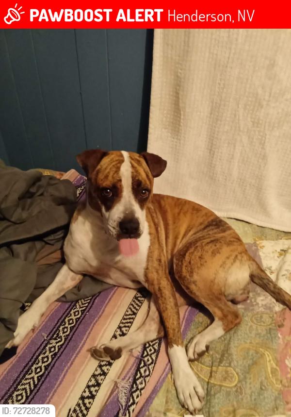 Lost Female Dog last seen Warm springs and pabco, Henderson, NV 89015
