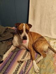 Lost Female Dog last seen Warm springs and pabco, Henderson, NV 89015