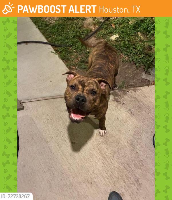 Found/Stray Female Dog last seen Dairy Ashford and Memorial by the Specs, Houston, TX 77079