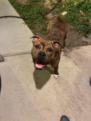 Found/Stray Female Dog last seen Dairy Ashford and Memorial by the Specs, Houston, TX 77079