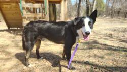 Lost Male Dog last seen South of Fort Sill, Lawton, OK 73501