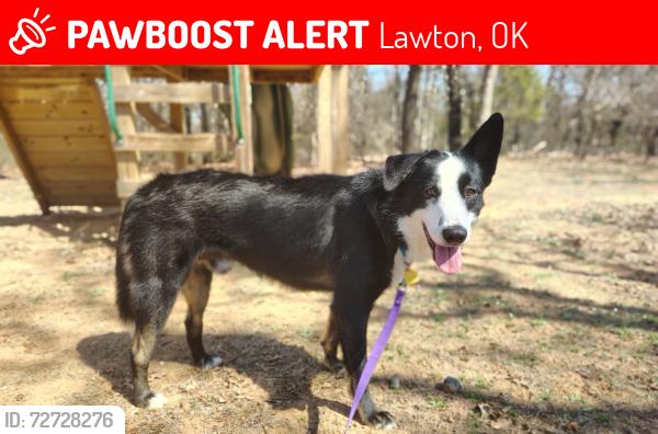 Lost Male Dog last seen South of Fort Sill, Lawton, OK 73501