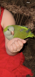 Lost Unknown Bird last seen S kirkwood rd 77099, Houston, TX 77072