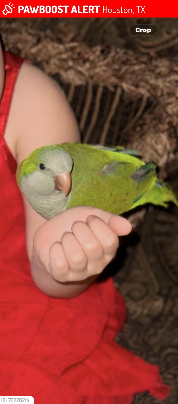 Lost Unknown Bird last seen S kirkwood rd 77099, Houston, TX 77072