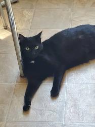 Lost Female Cat last seen Clinton Avenue, Caudill Ave, Highland  Ave , Georgetown, KY 40324