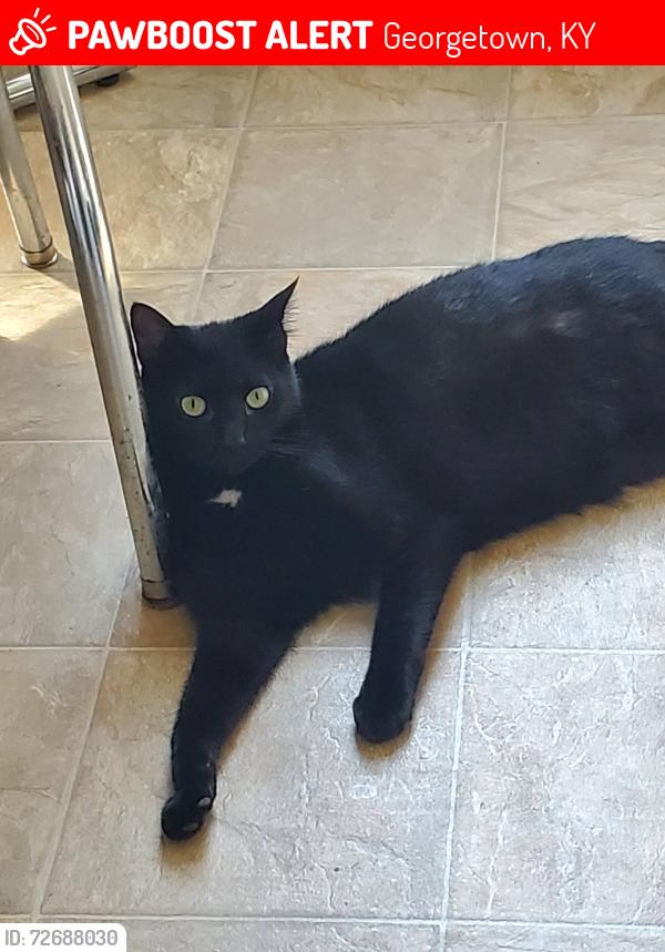 Lost Female Cat last seen Clinton Avenue, Caudill Ave, Highland  Ave , Georgetown, KY 40324