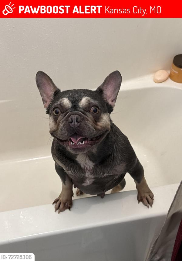 Lost Female Dog last seen Oak st , Kansas City, MO 64106