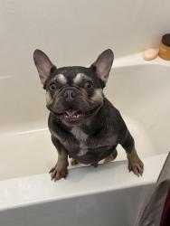 Lost Female Dog last seen Oak st , Kansas City, MO 64106