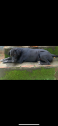 Lost Female Dog last seen Rua Santos dumont em frente sorveteria doce mania, Vila Rica, MG 34585-050