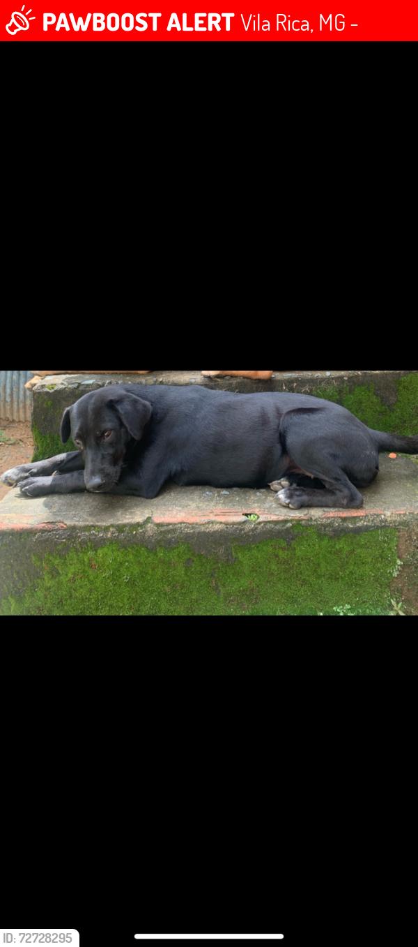 Lost Female Dog last seen Rua Santos dumont em frente sorveteria doce mania, Vila Rica, MG 34585-050