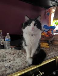 Lost Male Cat last seen lake phalen, Saint Paul, MN 55106