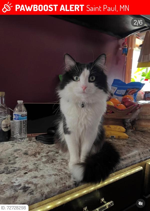 Lost Male Cat last seen lake phalen, Saint Paul, MN 55106