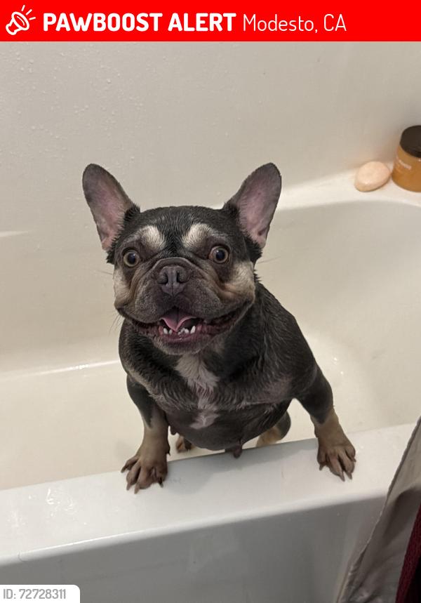 Lost Female Dog last seen Oak st , Modesto, CA 95351
