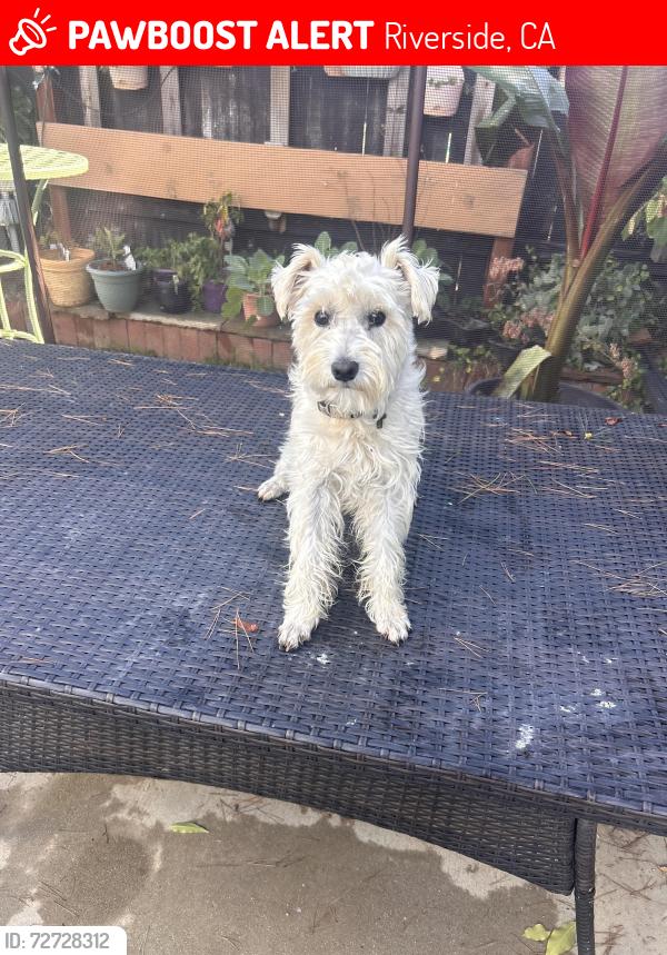 Lost Male Dog last seen Prince Albert and Kansas, Riverside, CA 92501