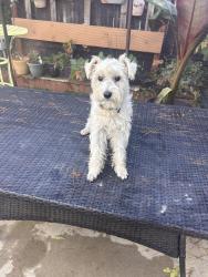 Lost Male Dog last seen Prince Albert and Kansas, Riverside, CA 92501