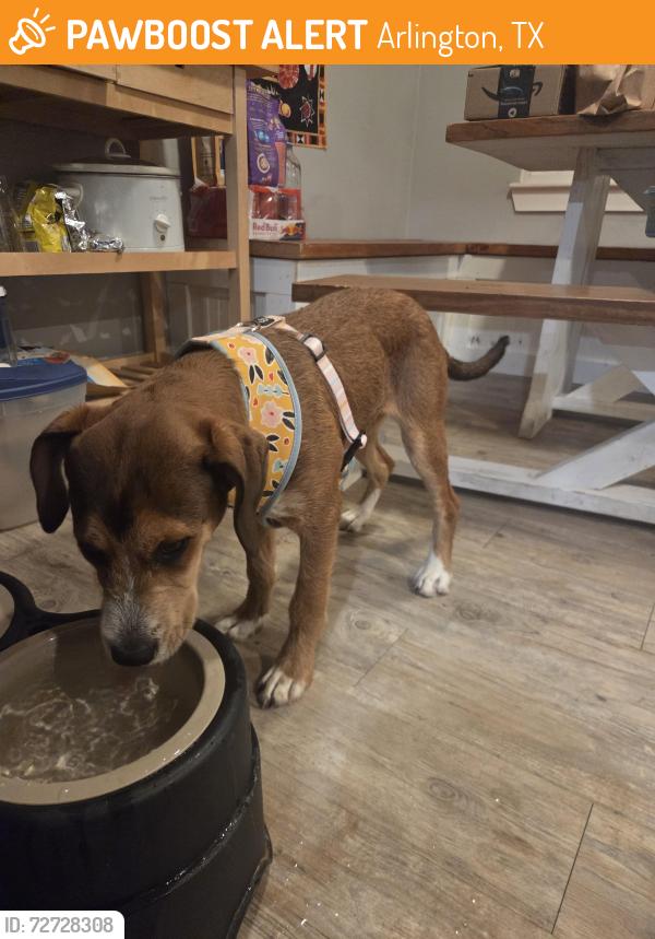 Found/Stray Female Dog last seen Ace hardware store, Arlington, TX 76013
