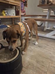 Found/Stray Female Dog last seen Ace hardware store, Arlington, TX 76013