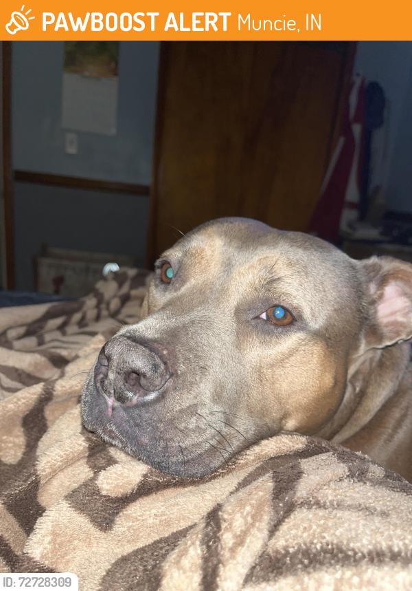 Found/Stray Female Dog last seen Near W Adams street, Muncie, IN 47305