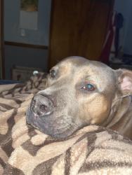 Found/Stray Female Dog last seen Near W Adams street, Muncie, IN 47305