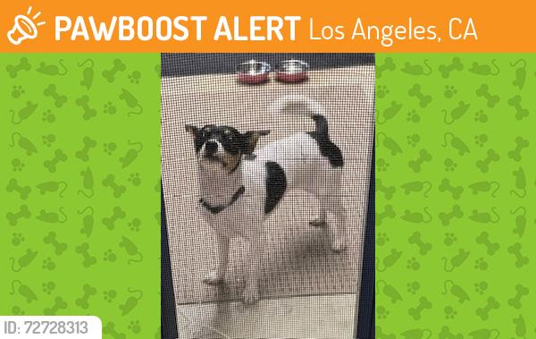 Found/Stray Female Dog last seen Sherman Way and Corbin Ave, Los Angeles, CA 91306