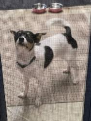 Found/Stray Female Dog last seen Sherman Way and Corbin Ave, Los Angeles, CA 91306