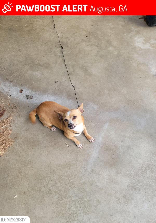 Lost Female Dog last seen Green Meadows area off Lumpkin Road, Augusta, GA 30906