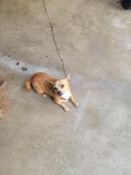 Lost Female Dog last seen Green Meadows area off Lumpkin Road, Augusta, GA 30906