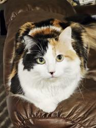 Lost Female Cat last seen in the yards of hses near the trail head in Crestmont on Stonehouse Dr., Apex, NC 27519