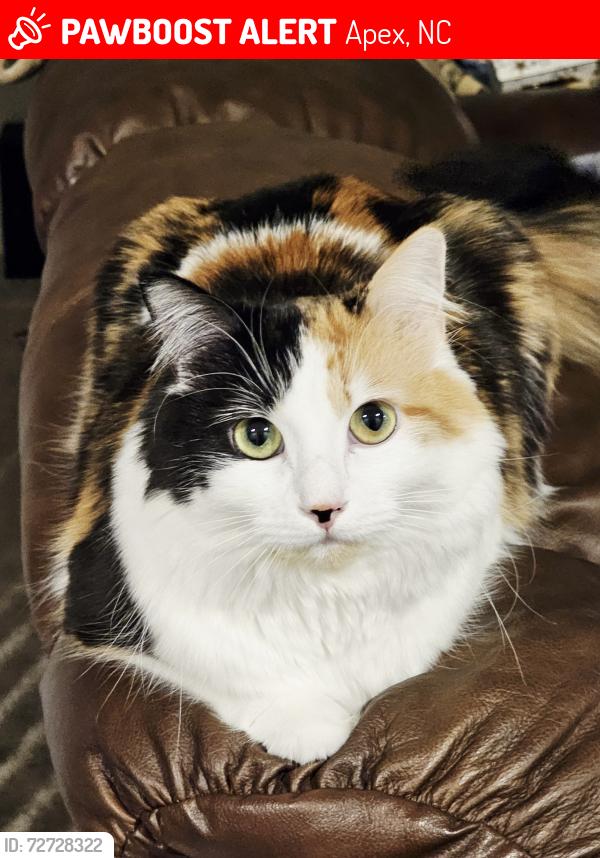 Lost Female Cat last seen in the yards of hses near the trail head in Crestmont on Stonehouse Dr., Apex, NC 27519