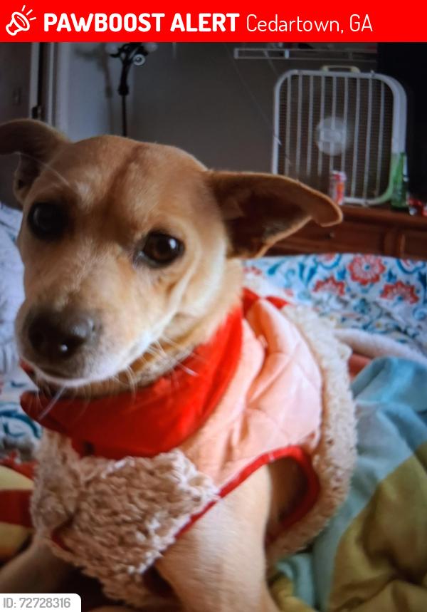 Lost Female Dog last seen Near , Cedartown, GA 30125