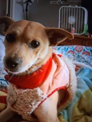 Lost Female Dog last seen Near , Cedartown, GA 30125