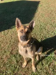 Lost Female Dog last seen Doyle Tennessee , Quebeck, TN 38579