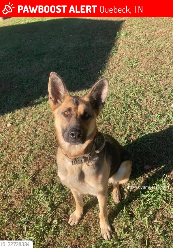 Lost Female Dog last seen Doyle Tennessee , Quebeck, TN 38579